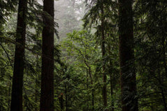 trees in a misty forest